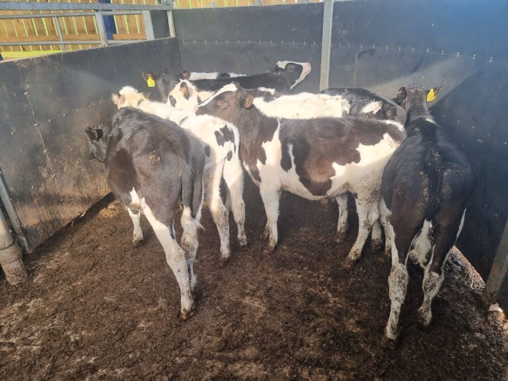 9 BRITISH FRIESIAN CALVES