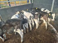 9 BRITISH FRIESIAN CALVES - 2