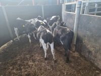 9 BRITISH FRIESIAN CALVES - 3