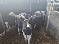 9 BRITISH FRIESIAN CALVES - 4