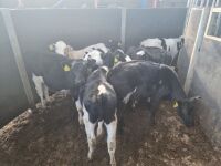 9 BRITISH FRIESIAN CALVES - 5