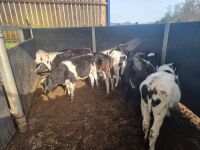 9 BRITISH FRIESIAN CALVES - 6