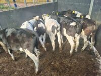 9 BRITISH FRIESIAN CALVES - 8