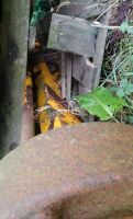 12T RICHARD WESTERN TRAILER AXLE - 2