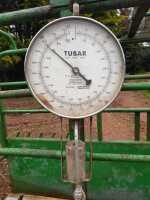 TUBAR CATTLE WEIGH CRUSH - 6