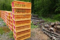 10 ORANGE POULTRY CRATES - 10