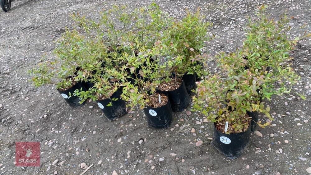 4 BLUEBERRY PLANTS