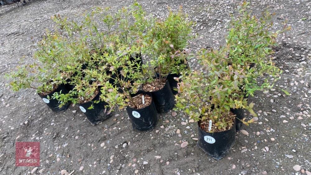 4 BLUEBERRY PLANTS