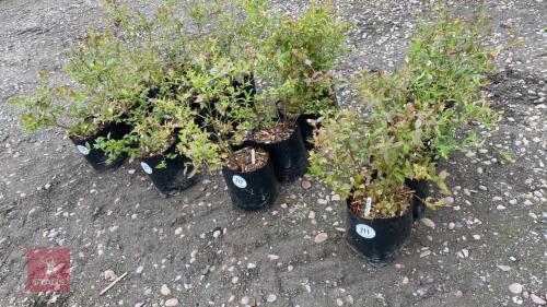 4 BLUEBERRY PLANTS