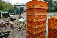 7 ORANGE POULTRY CRATES - 4