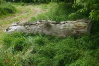 SEASONED OAK TREE TRUNK