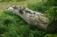 SEASONED OAK TREE TRUNK - 2