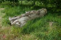 SEASONED OAK TREE TRUNK - 3