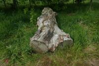 SEASONED OAK TREE TRUNK - 5