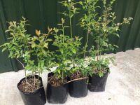 4 BLUEBERRY PLANTS - 3