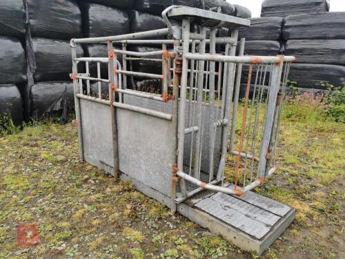 GALVANISED CATTLE CRUSH