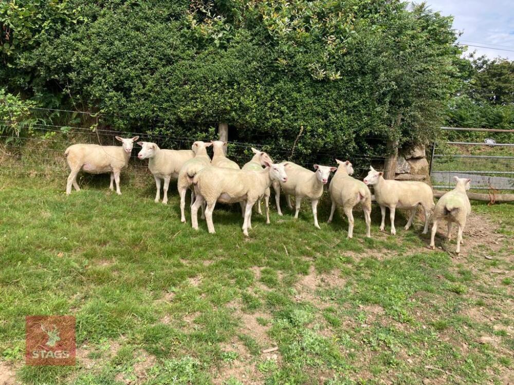 10 BERRICHON 2T SHEARLING EWES